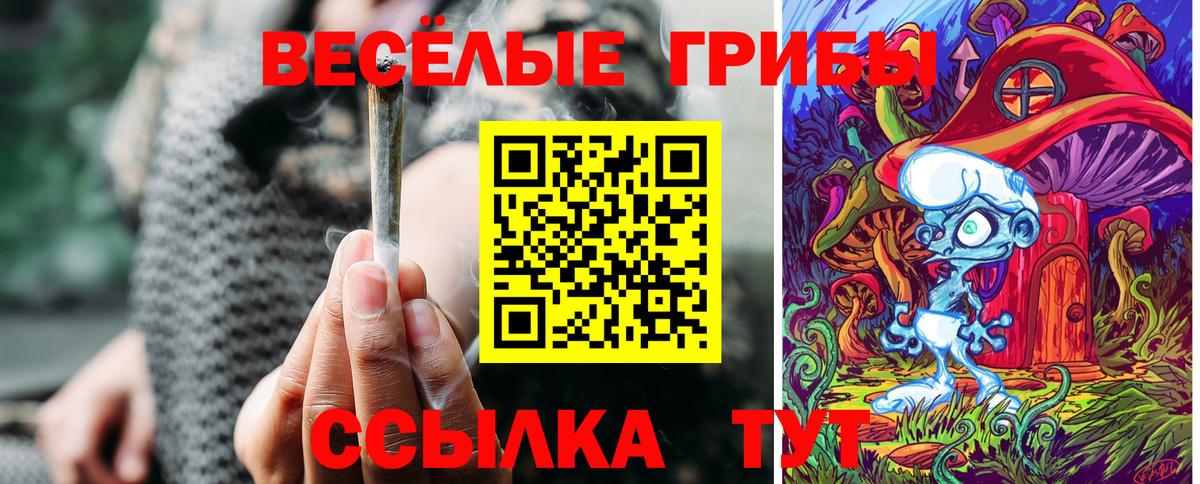 Псилоцибиновые грибы Psilocybe Тверь
